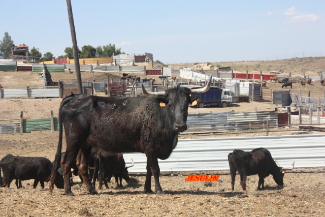 Vaca y novillos