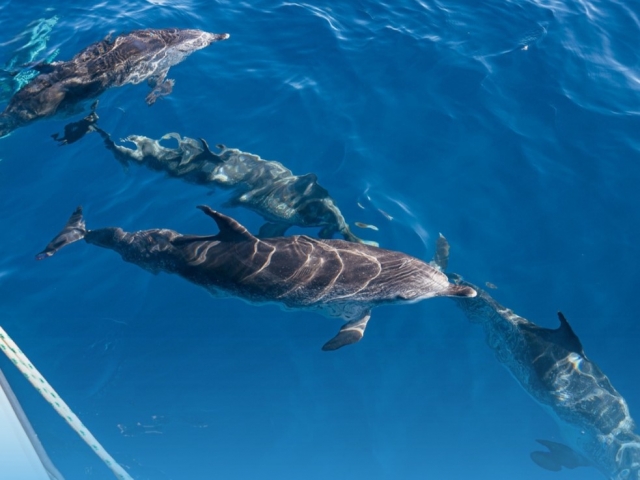  Amazing landscapes during the expedition to see dolphins 