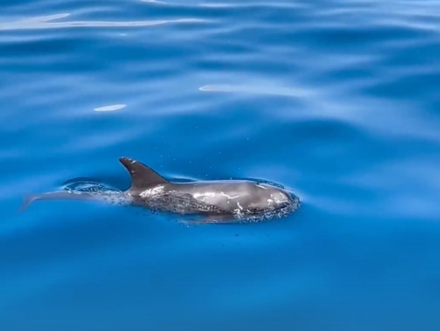  Enjoy watching dolphins in the Canary Islands