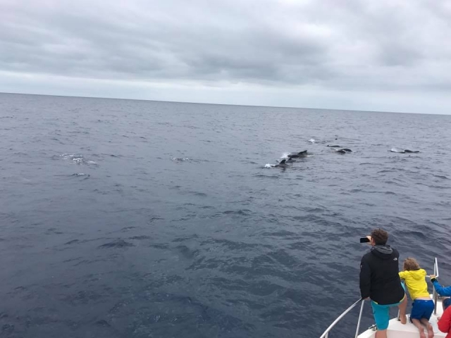  En compagnie des dauphins sur l'île de Fuerteventura 