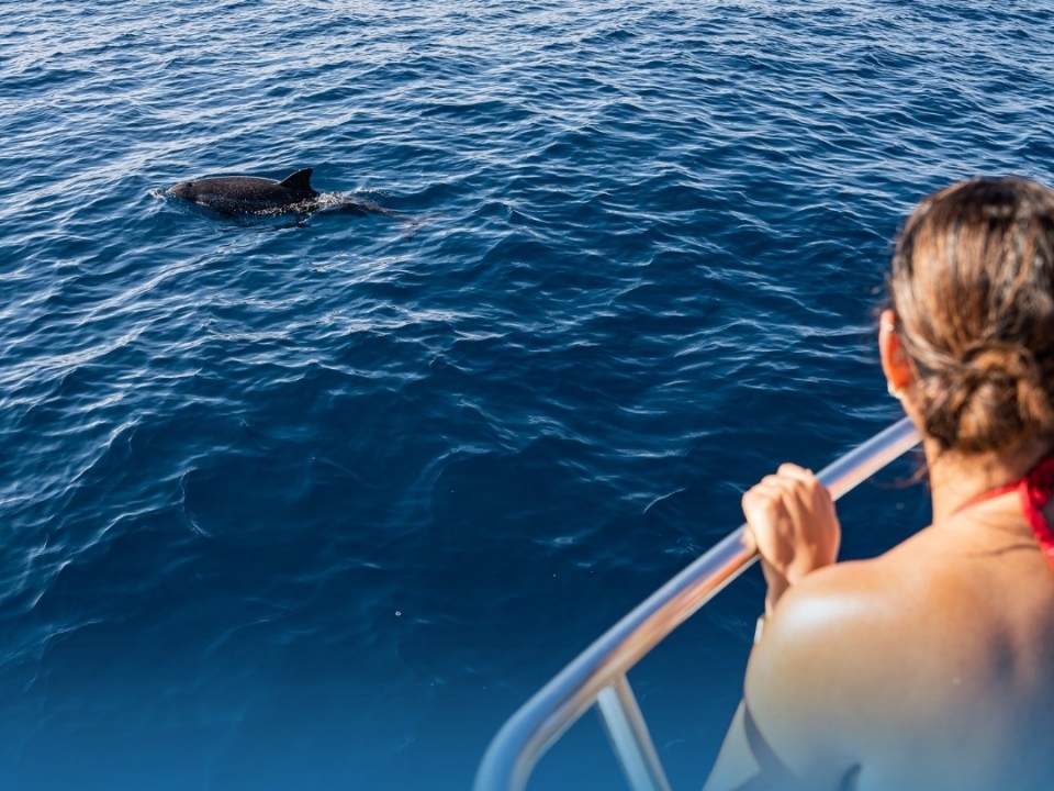 In the company of dolphins on the island of Fuerteventura 