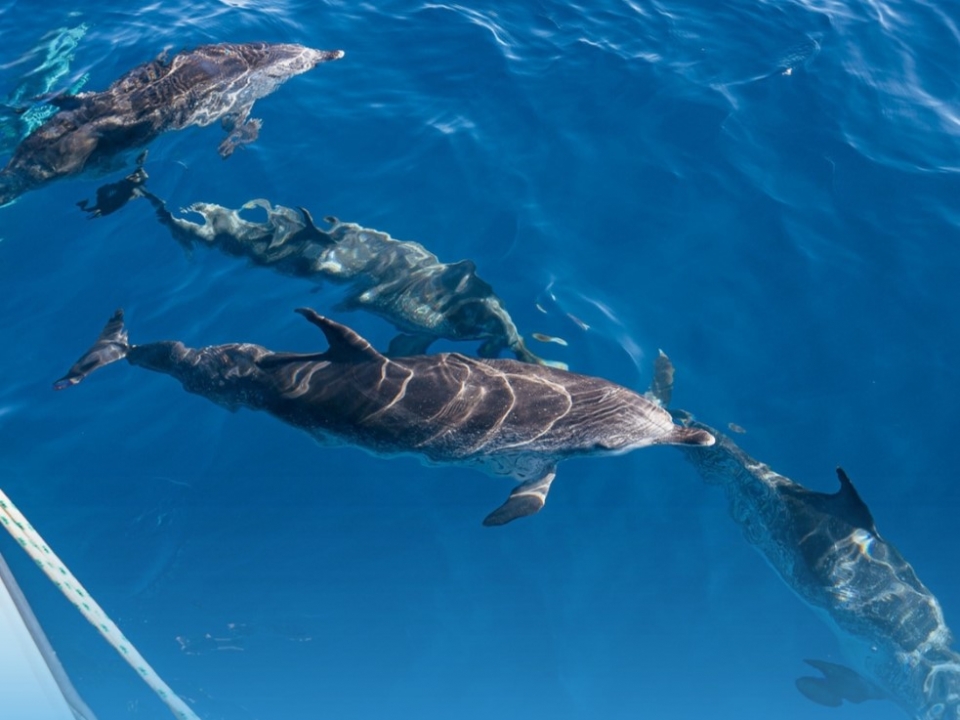  Amazing landscapes during the expedition to see dolphins 