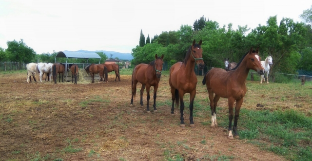 Nuestros caballos listos para disfrutar de una cabalgamarra