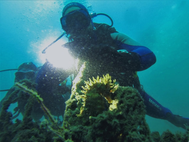  Seahorse vu lors de l'immersion 