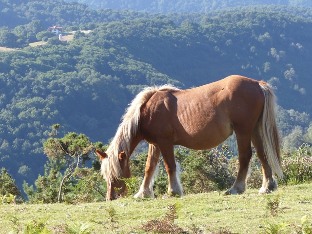 Caballo pastando apaciblemenle en el valle