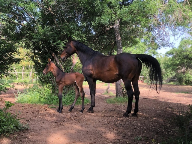 Conoce nuestras yeguas durante un paseo a caballo
