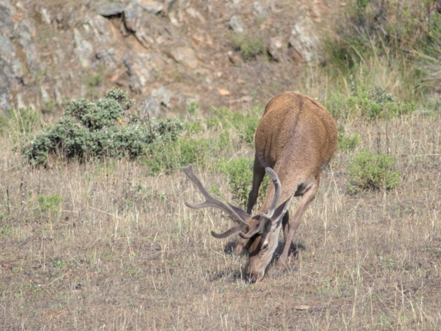Conoce los animales autoctonos