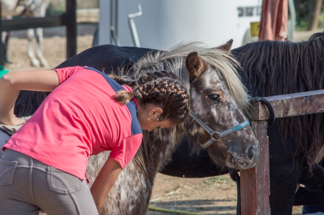 Nettoyage du poney 