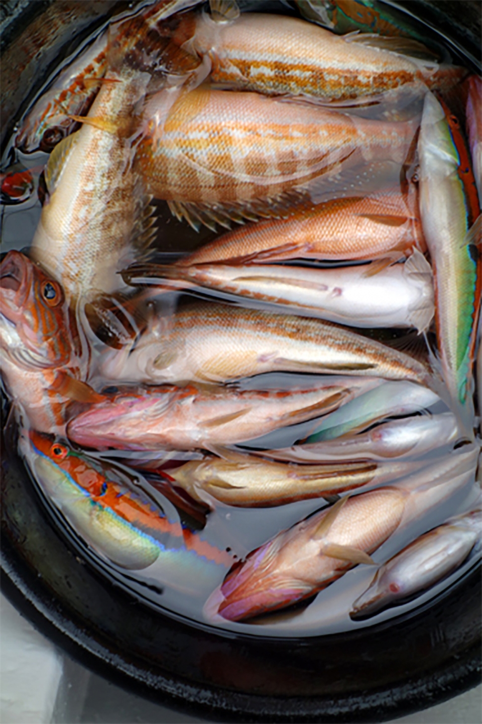  Il pescato del giorno 