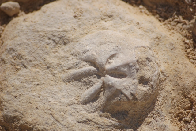  Riccio fossile 