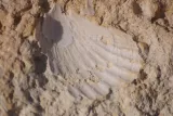 Escursioni geologiche a Las Negras e El Playazo