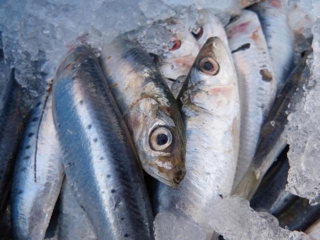 Sardinas recien pescadas