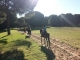 Passeggiate a Cavallo El Rocio