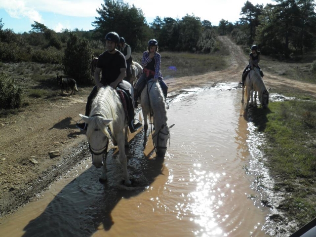  Horses gaining strength 