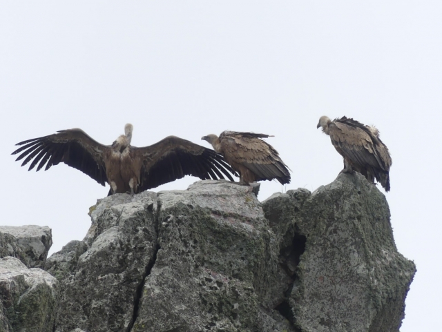 Vultures perched on the rock 