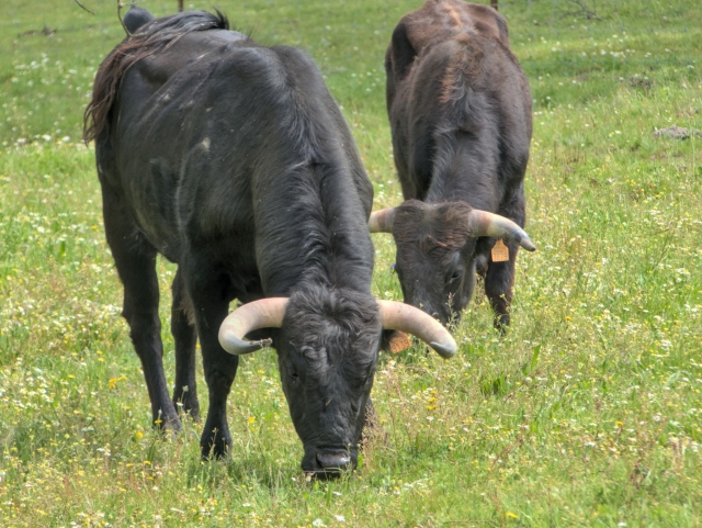  Native fauna 