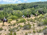 Ruta a caballo por dunas de Son Serra, 2h