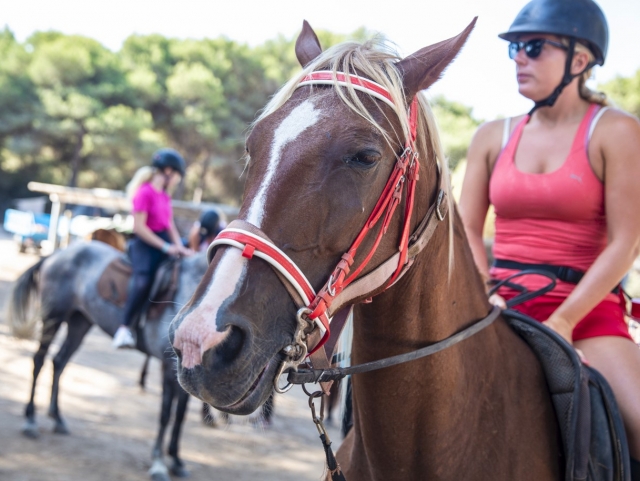 Mallorca zu Pferd 
