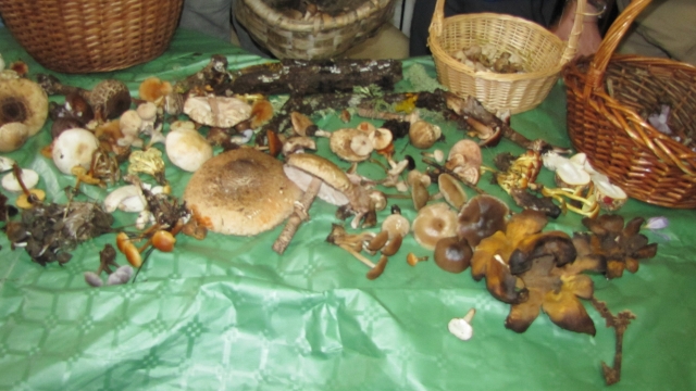 Recoleccion expuesta