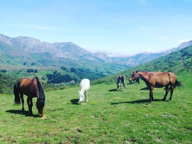 Pradera Picos de Europa
