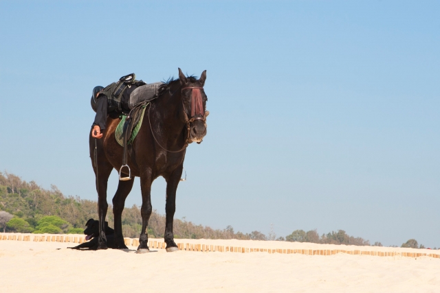 Riposarsi a cavallo 