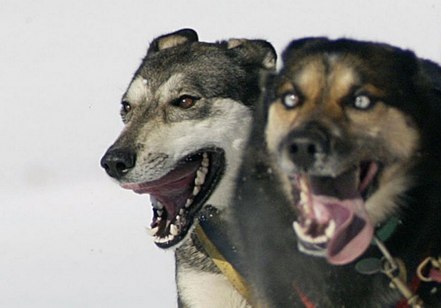  nos chiens en mushing en andorre 