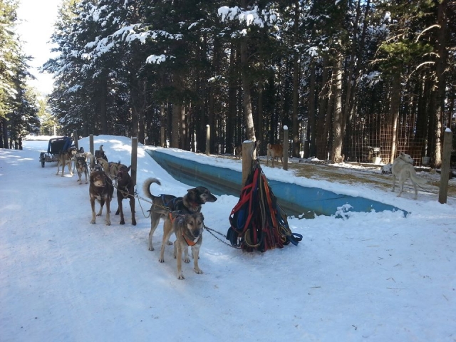  Expérience mushing 