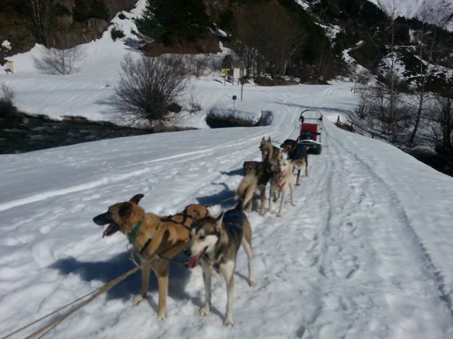  Chiens tirant le traîneau 