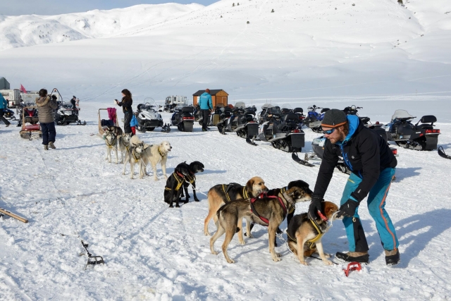  Cani da neve 