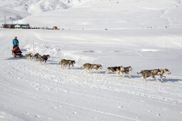  Mushing con la slitta 