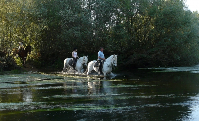 Cavalli nel fiume 