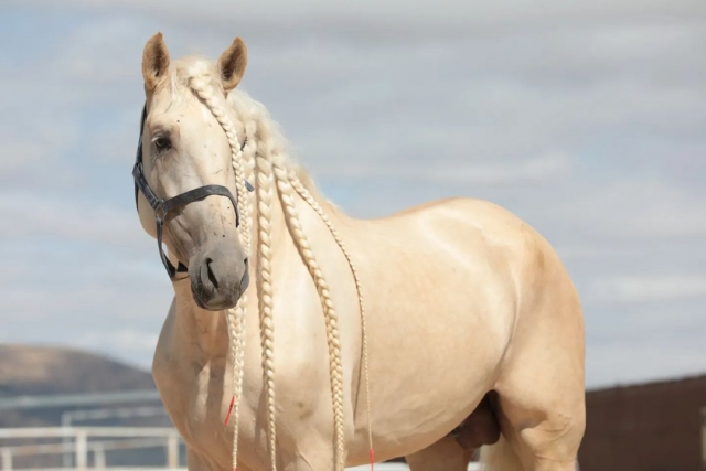 Caballos de pura raza en Segovia