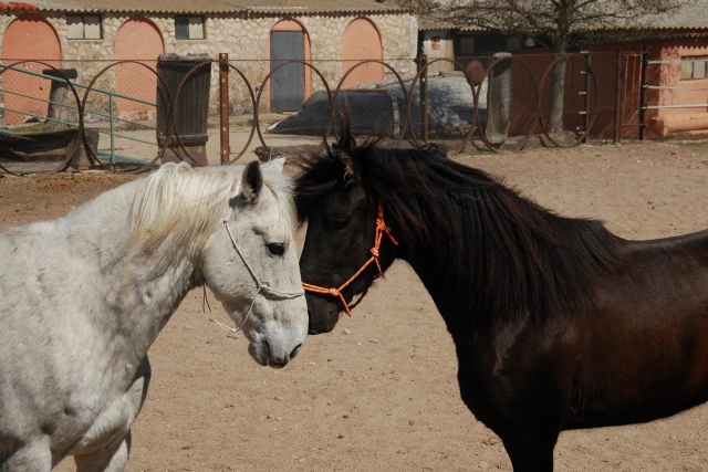 Nuestros caballos