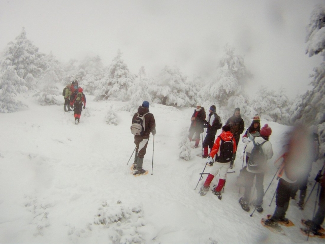 Bosque nevado