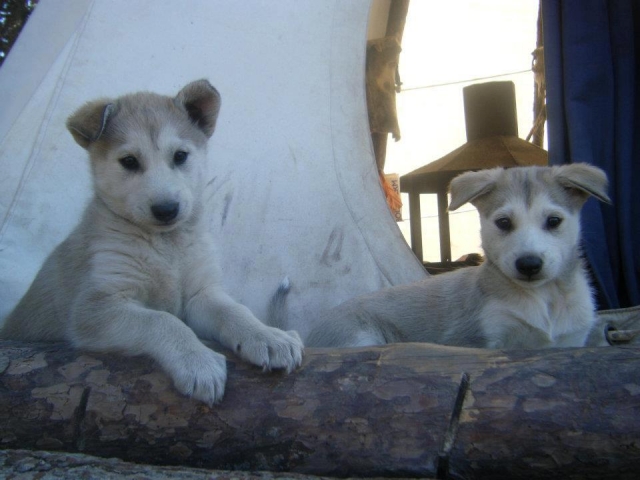 Cachorros de Husky Siberiano