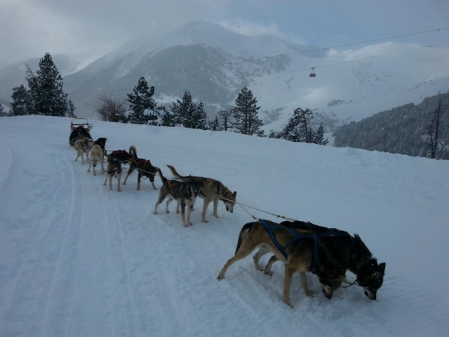 Perros tirando de trineo en Andorra