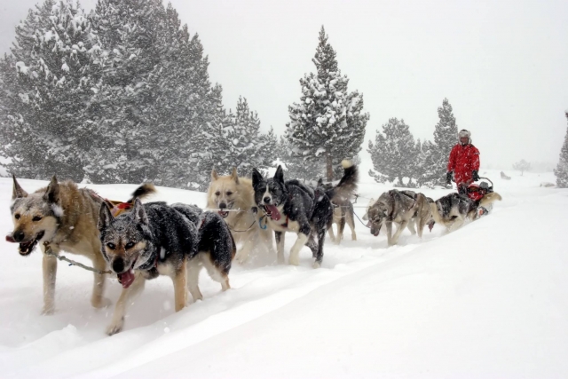 Actividad de mushing en Grandvalira