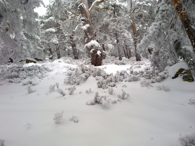 Raquetas de nieve en Navacerrada