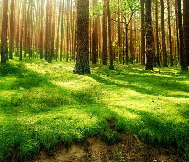Natureza 
