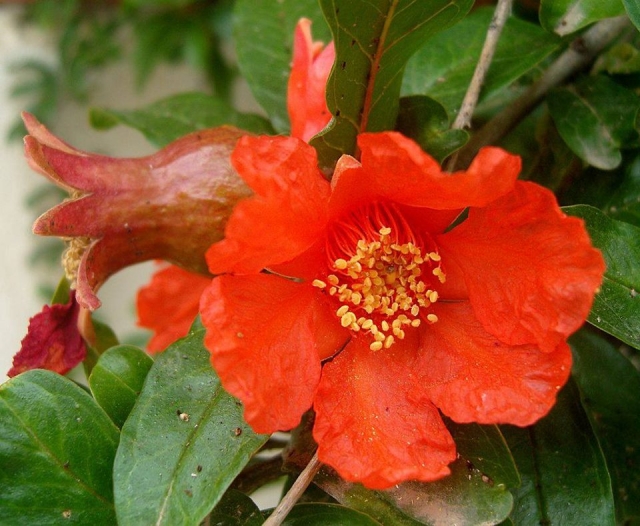  Espécies de plantas