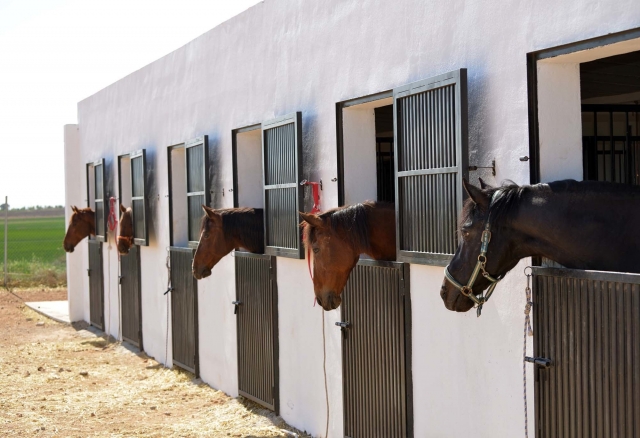  Nos chevaux dans les écuries
