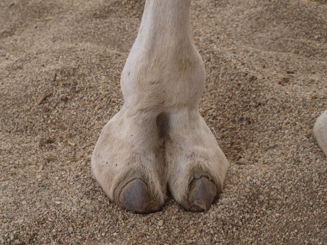 Pata de camello
