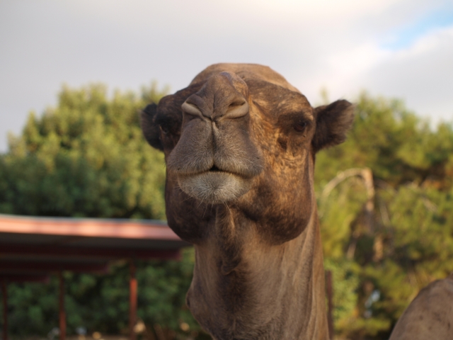 El jefe de los camellos