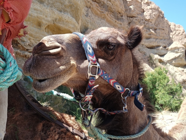 Experiencia con camellos en Almería