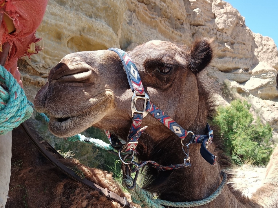Experience with camels in Almería Experience with camels in Almería