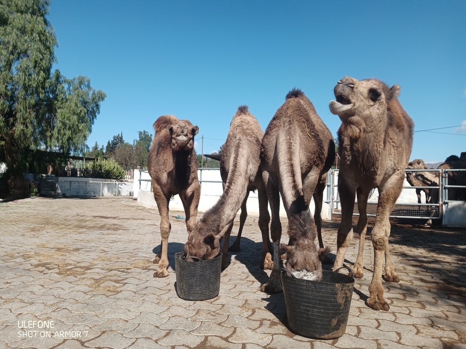 Complete experience with camels in Pechina Complete experience with camels in Pechina