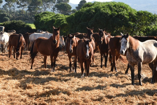  Notre famille de chevaux