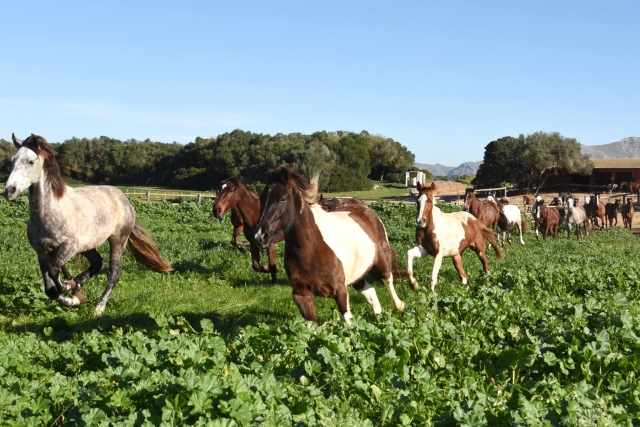  Cavalli al galoppo liberi nelle terre di Maiorca