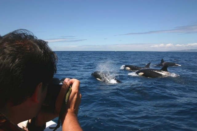 Capturando foto con orcas