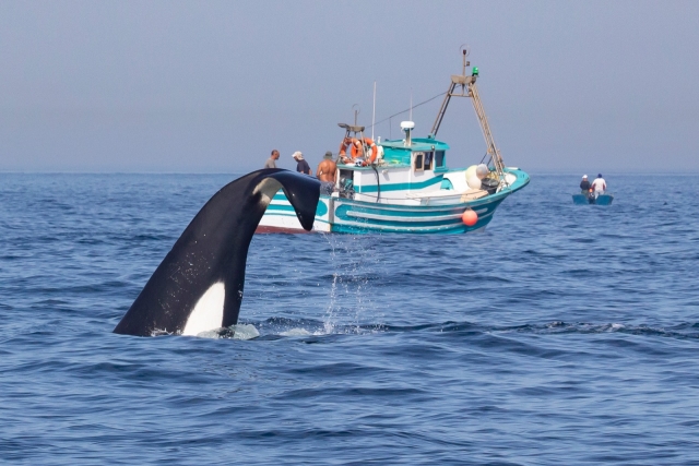 Orca sumirgiéndose